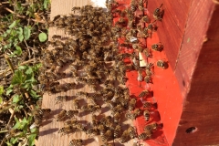 Bienen im Sommer vor dem Flugloch