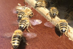 Fächelnde Bienen vor Flugloch