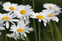 IMG_9820-e1519932452445