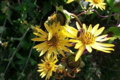 Resized_20170902_102857