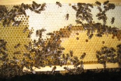 wabenkontrolleobenAugust2012-055