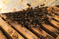 Bienenvolk beim Auswintern
